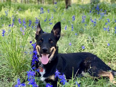 Border Collie/Kelpie Mix