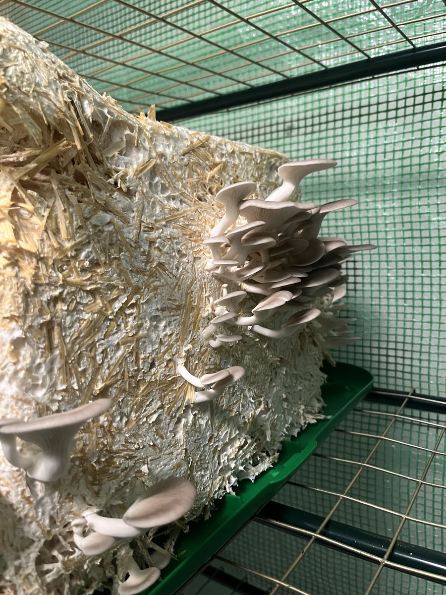 Pearl Oyster Mushroom Grow Bags - Already Inoculated - SLC Pickup