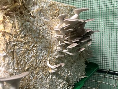 Pearl Oyster Mushroom Grow Bags - Already Inoculated - SLC Pickup