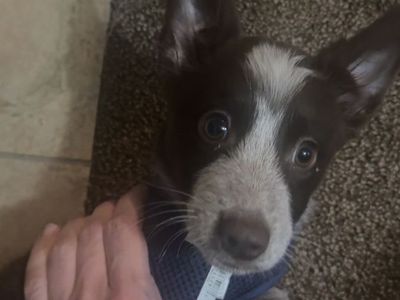 Blue Heeler Puppy – 4 Months – Very Smart / Active