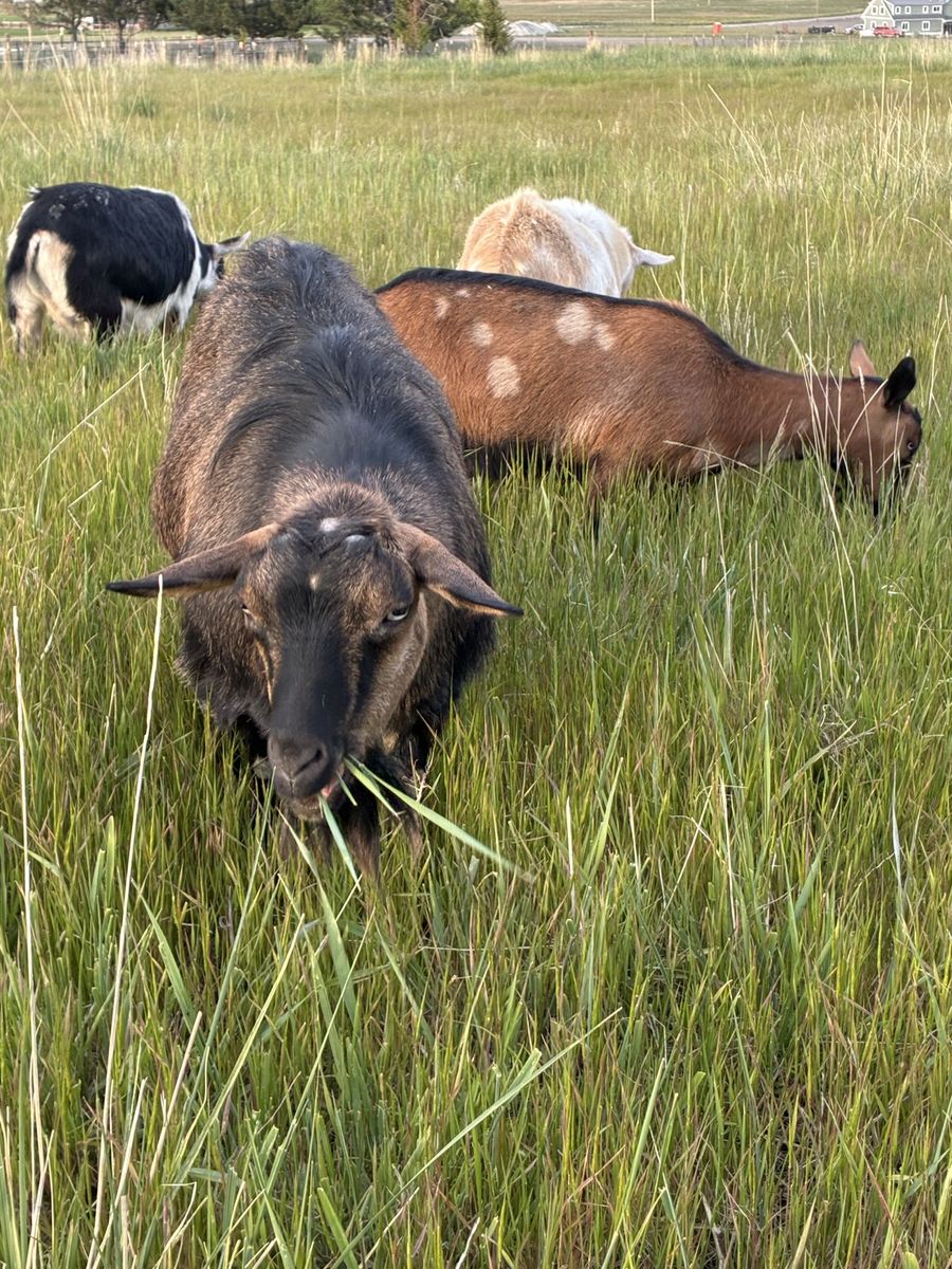 Polled Mini Silky Fainter Doe