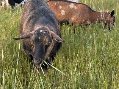 Polled Mini Silky Fainter Doe