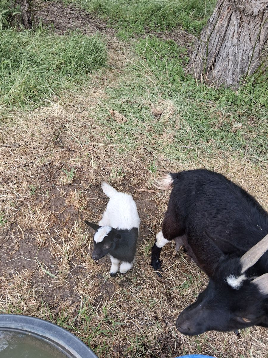 Nigerian dwarf baby