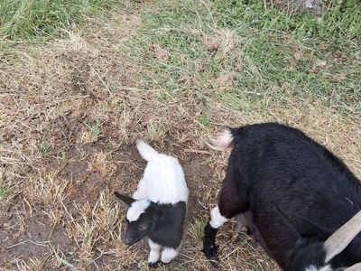 Nigerian dwarf baby
