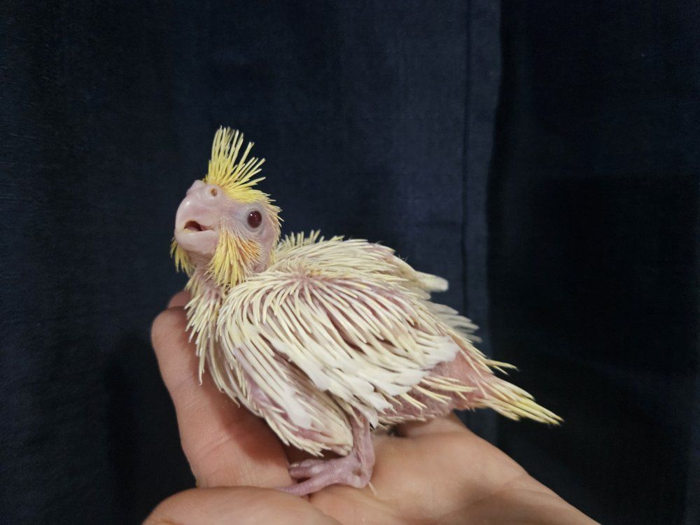 Baby Lutino Cockatiels for Hand Feeding