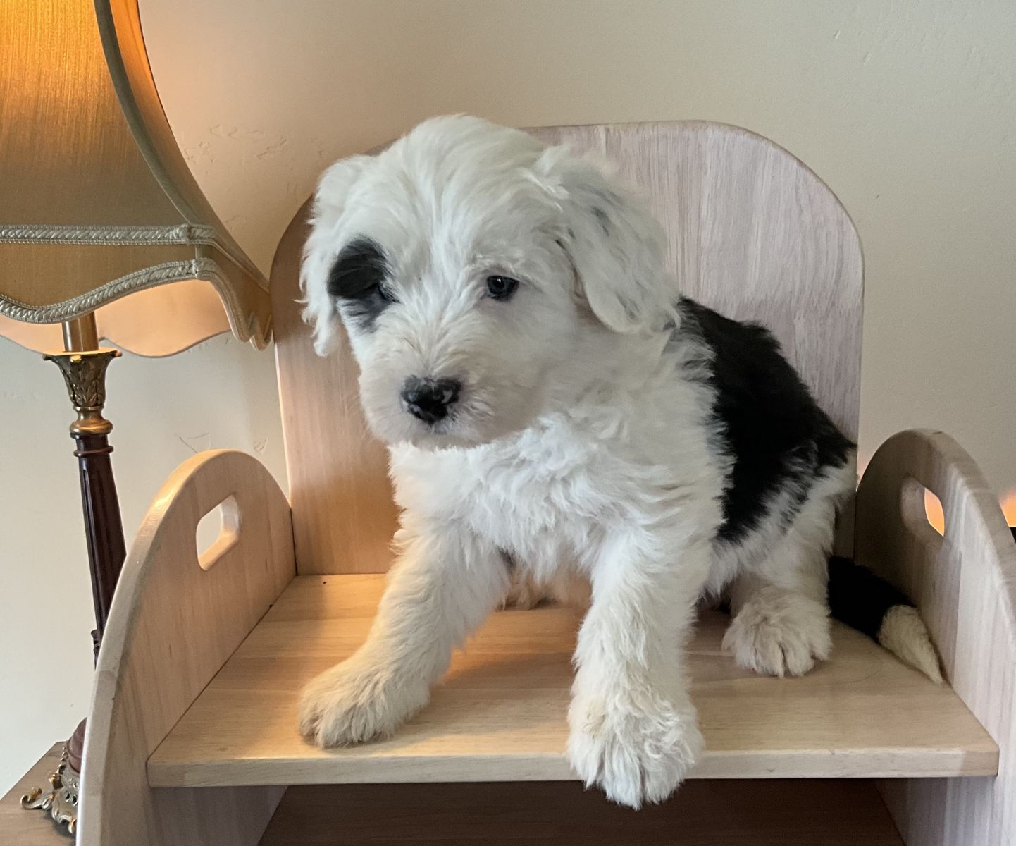 Morkie, Yorkie, Maltese, Cotonese, Coton de Tulear, Old English Sheepdog, OES