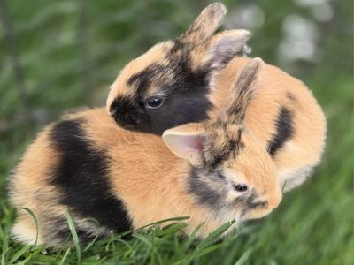 Japanese Harlequin Baby Bunny Rabbits
