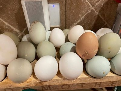 Farm Fresh Colored Eggs