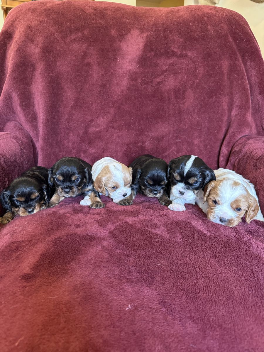 Cavalier King Charles spaniel puppies