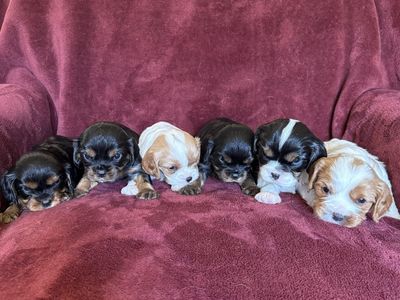 Cavalier King Charles spaniel puppies