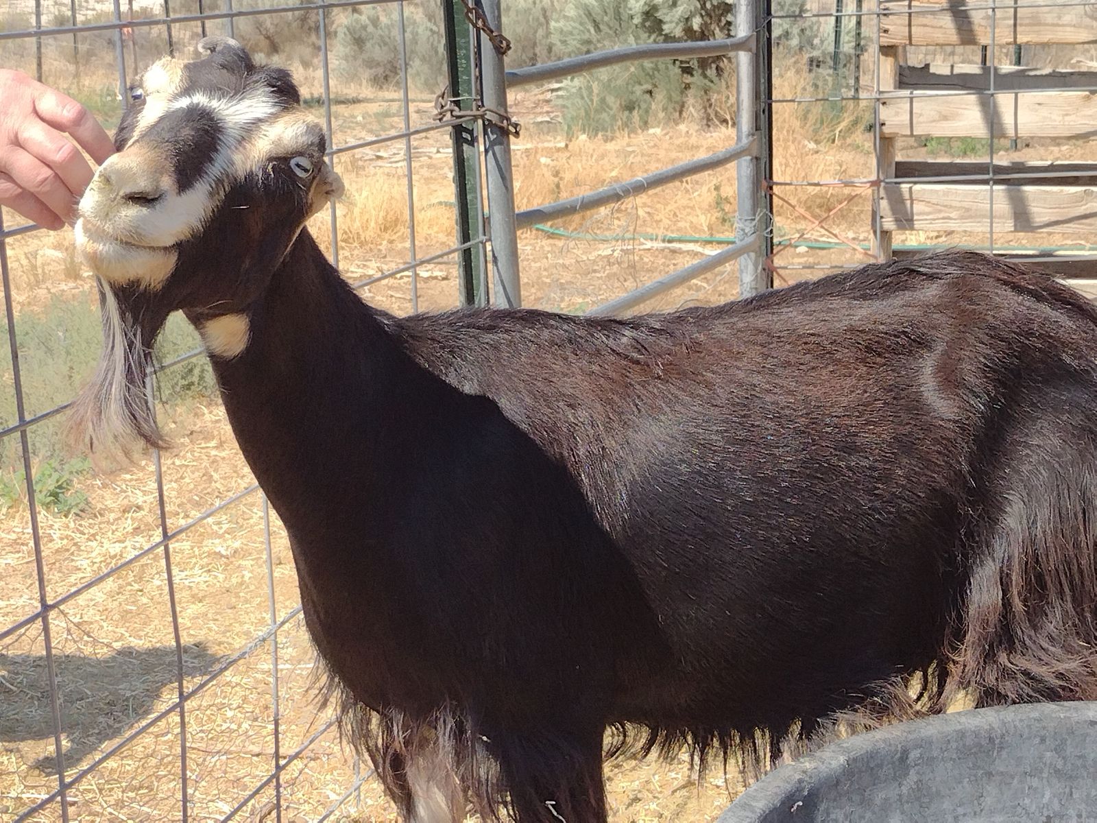 Mini Lamancha doe in milk $350