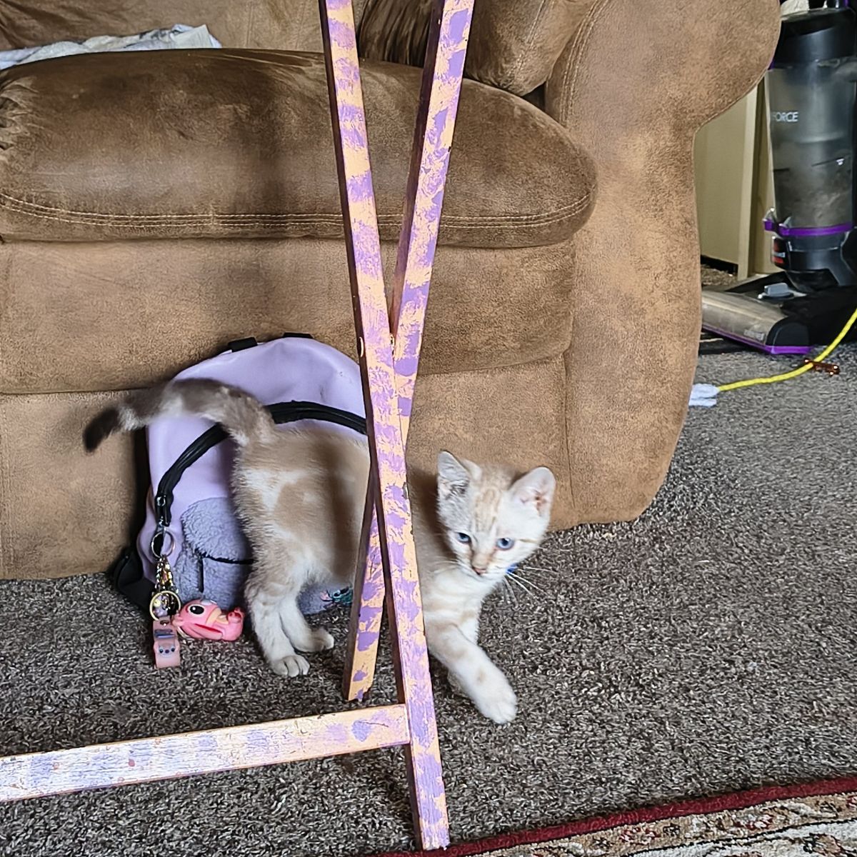 Bengal Male kitten- DNA tested and ready for his forever home