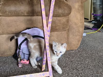 Bengal Male kitten- DNA tested and ready for his forever home