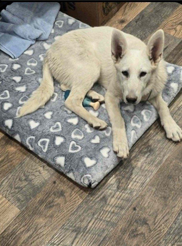 German shepherd female white 