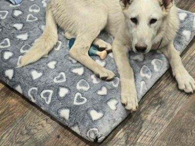 German shepherd female white