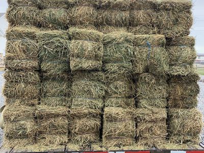 Alfalfa Hay