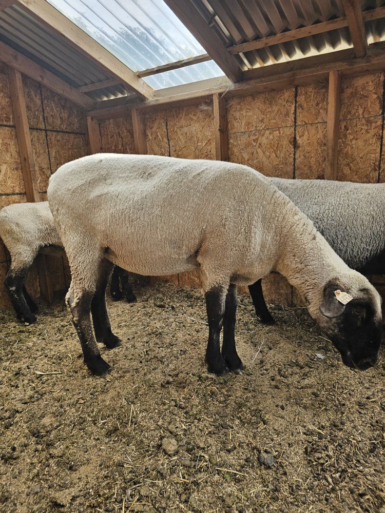 club ewe 