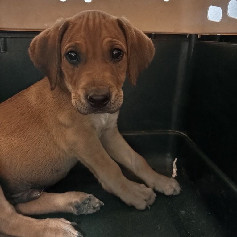 Hello my name is Bleu