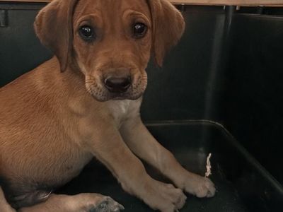 Hello my name is Bleu