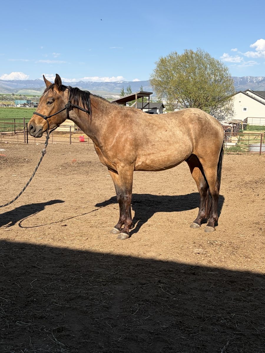 Gelding