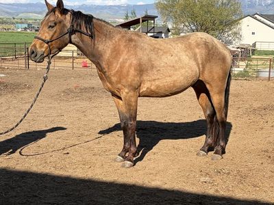 Gelding