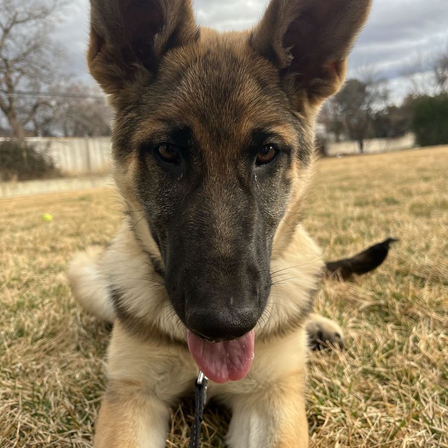 5 Months Old Female German Shepherd
