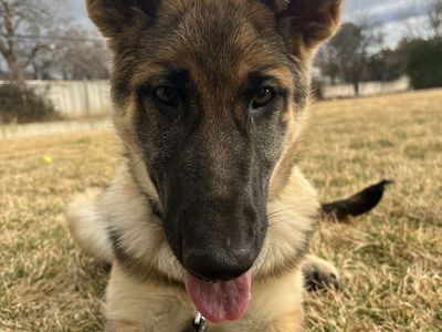 5 Months Old Female German Shepherd
