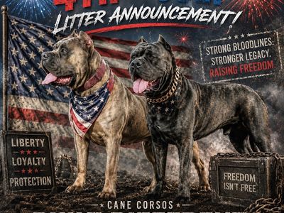 AKC/ICCF Cane Corso PUPPIES!