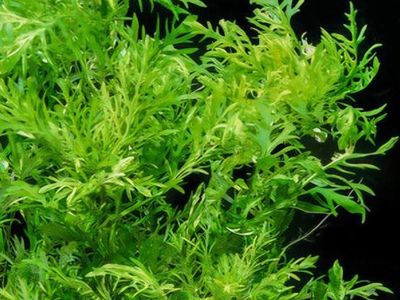 Green Aquascaping Plant - Live Aquatic Foreground/Midground Decor