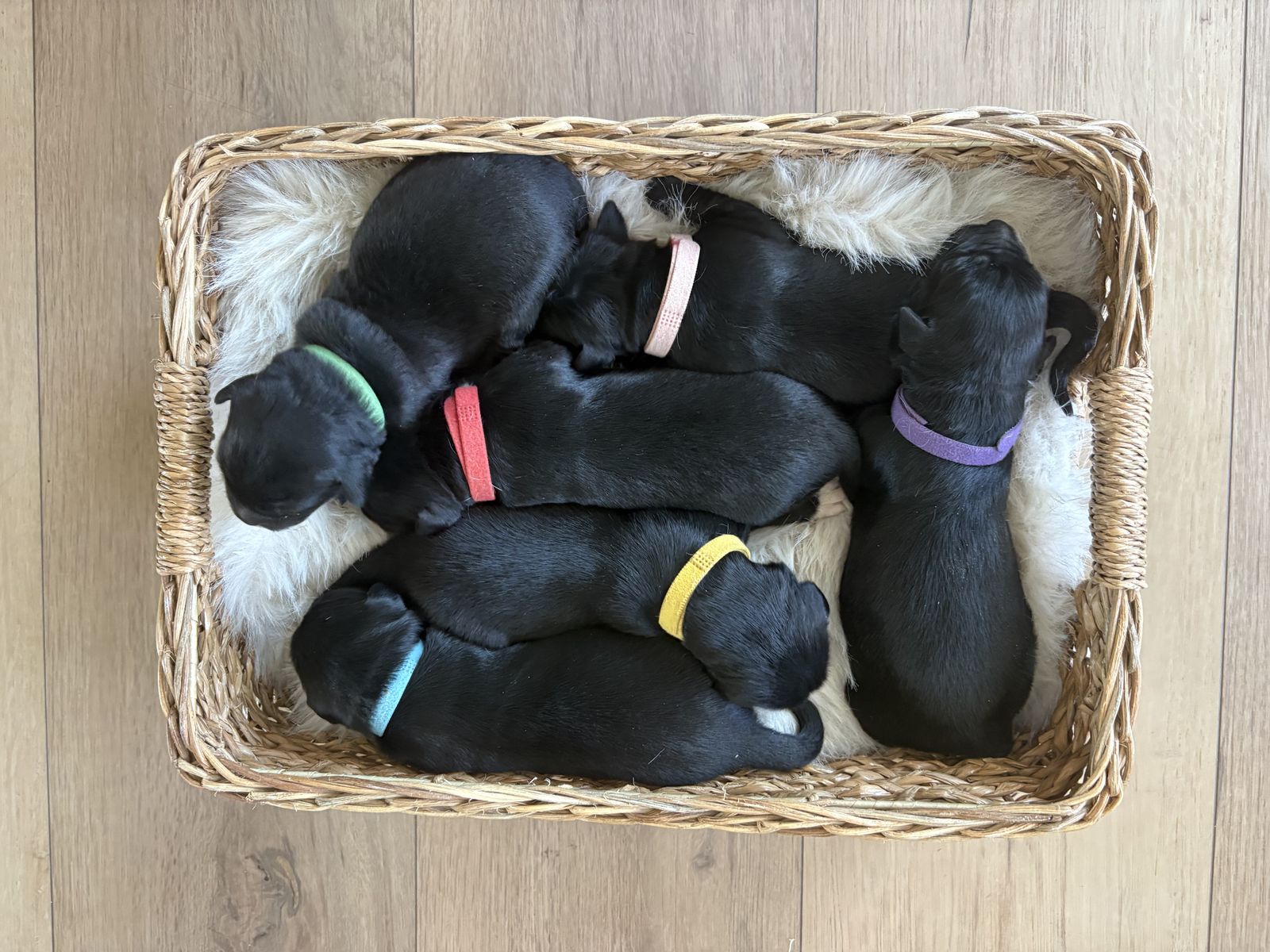 Border Retriever Puppies (Golden Retriever × Border Collie) – Raised With Exceptional Care