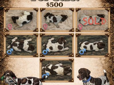 German Shorthaired Pointer Puppies!