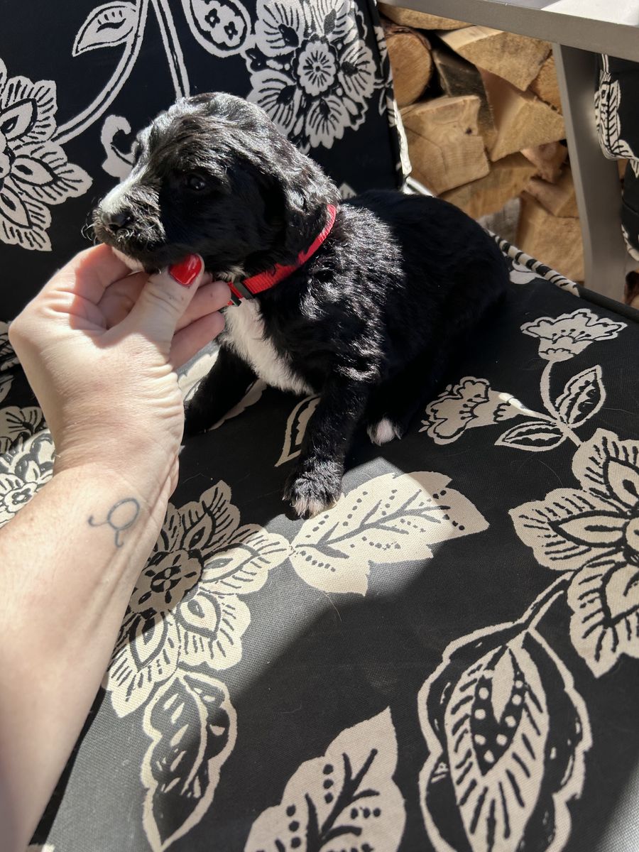 Golden/ Sheepadoodle puppies