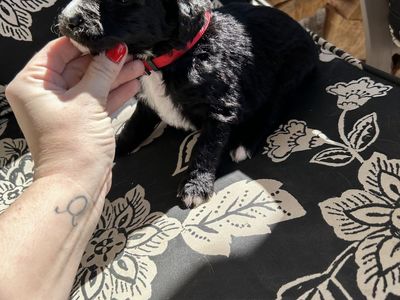 Golden/ Sheepadoodle puppies