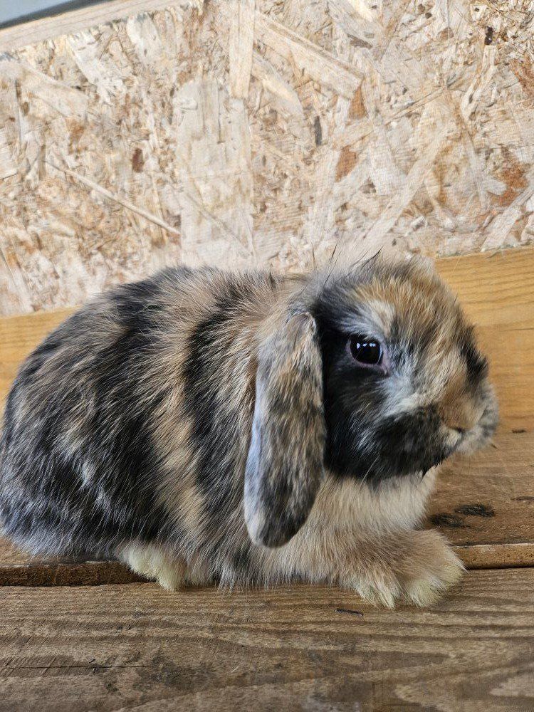 Holland lop
