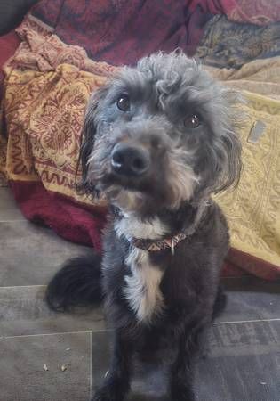 Australian Shepherd / Poodle Mix (2 yrs) – Needs Active Home