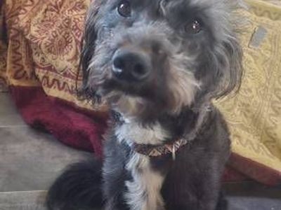 Australian Shepherd / Poodle Mix (2 yrs) – Needs Active Home