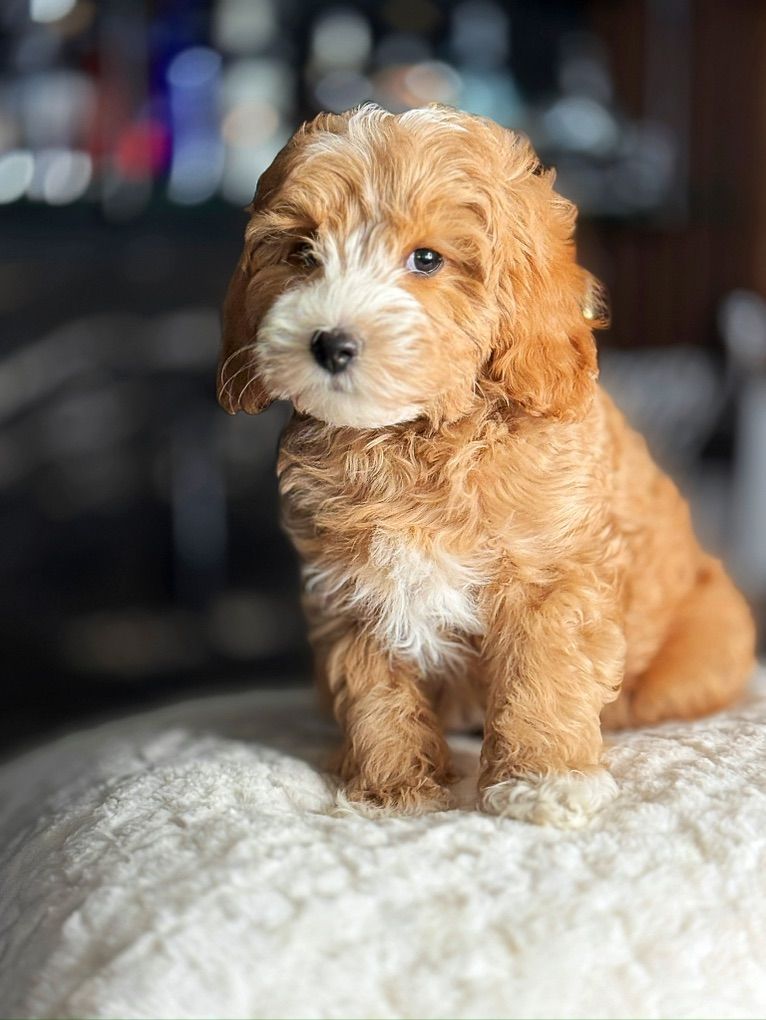 Gorgeous Mini Goldendoodle Boy