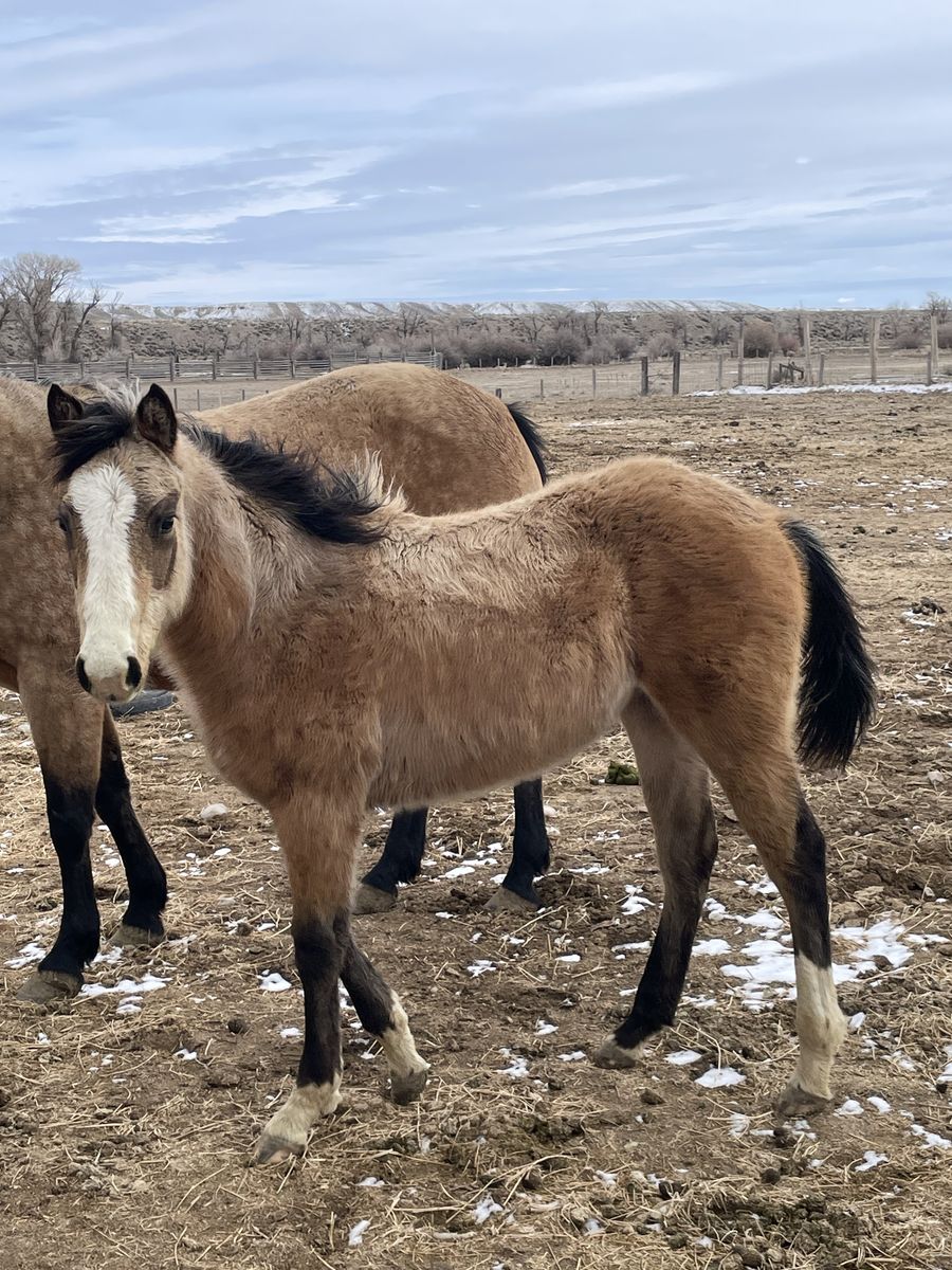 2025 Quarter Horse Buckskin Yearling Filly