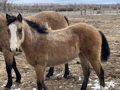 2025 Quarter Horse Buckskin Yearling Filly
