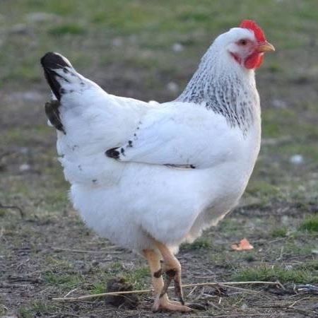 Looking for Delaware pullets 