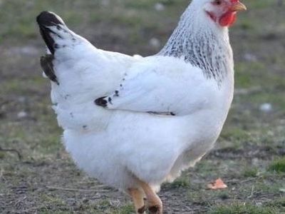 Looking for Delaware pullets