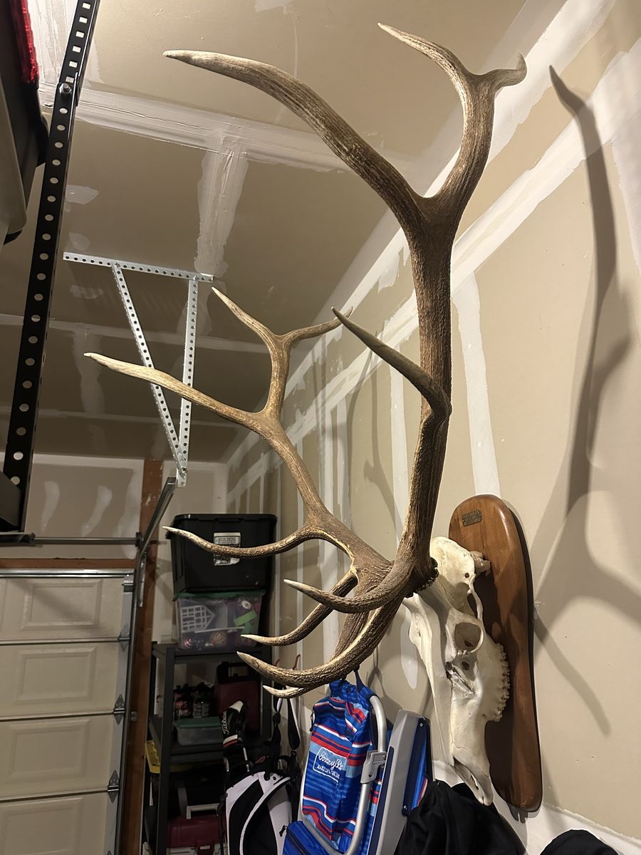 Rocky Mountain Elk European Mount - Impressive 6x6 Antlers on Wood Plaque