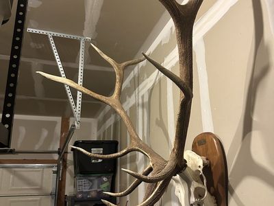 Rocky Mountain Elk European Mount - Impressive 6x6 Antlers on Wood Plaque