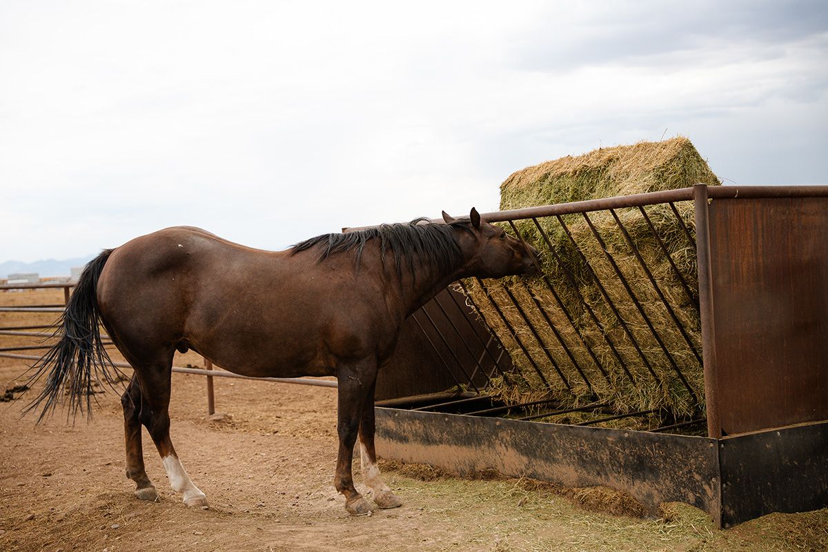 Big Bale Hay V Feeder