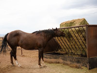 Big Bale Hay V Feeder