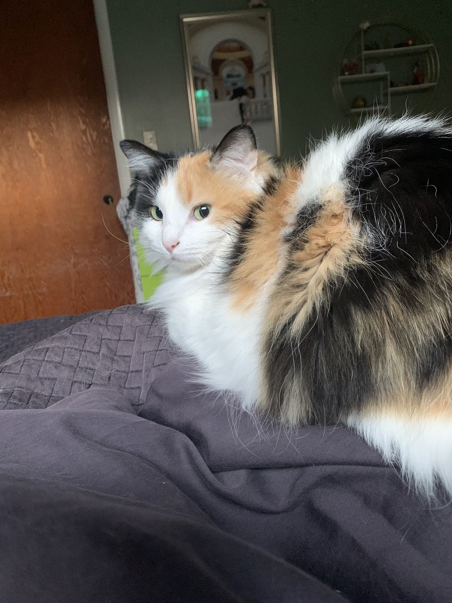 Free Cat To Good Home