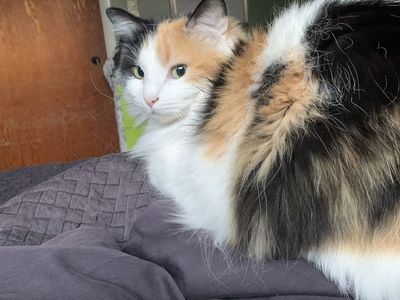 Free Cat To Good Home