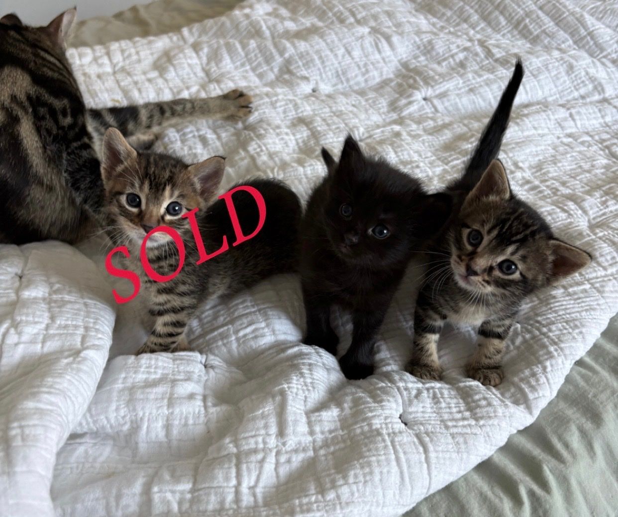 Sweetest Tabby Female Kittens, 11 weeks