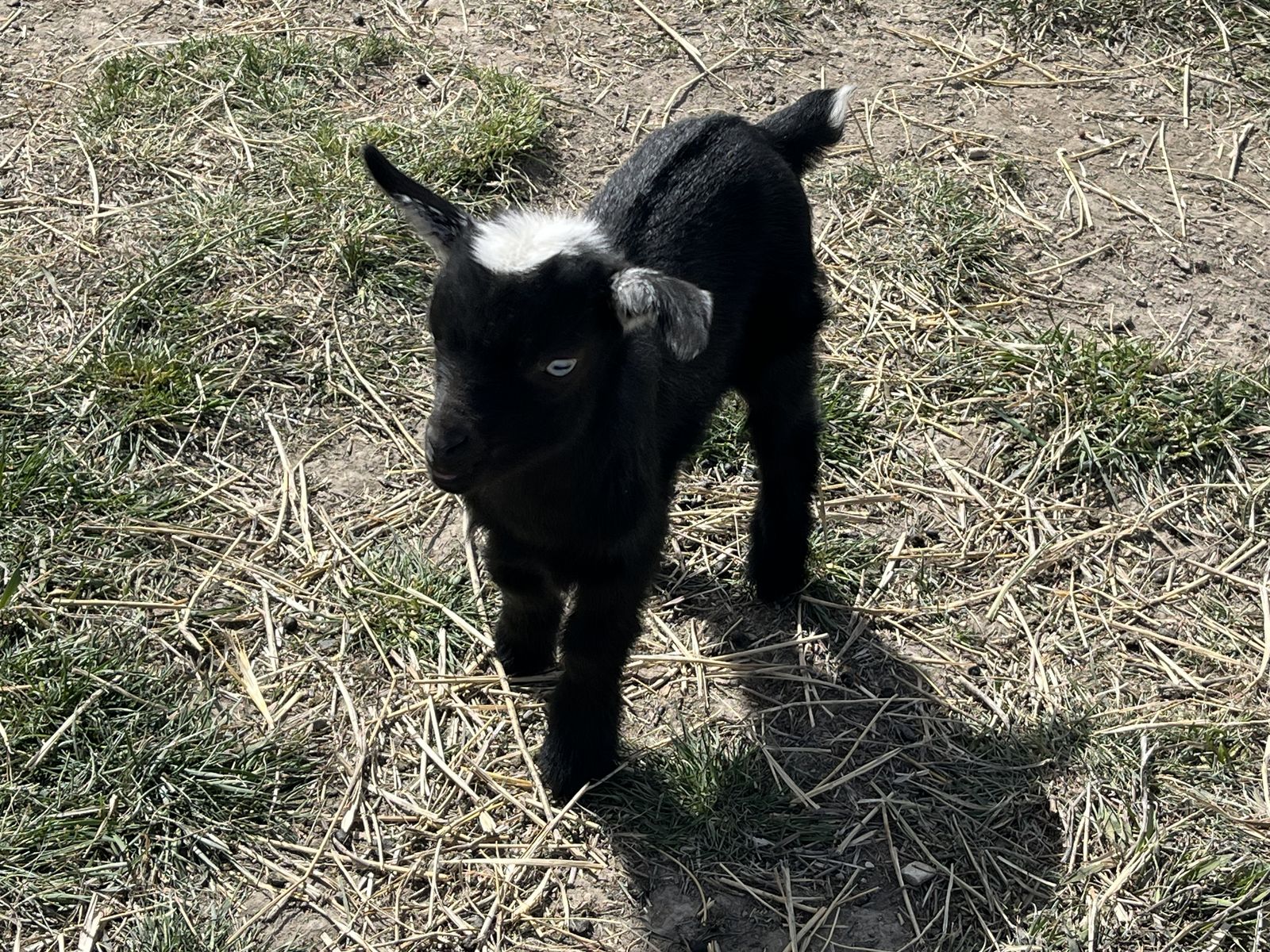 Friendly Nigerian Dwarf Bucklings