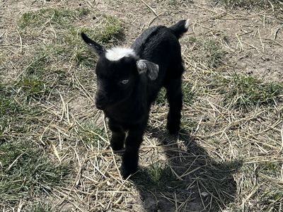 Friendly Nigerian Dwarf Bucklings